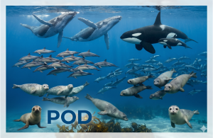 pod